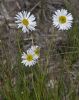 Brachyscombe_basaltica_Mt_Derrimut_Grasslands_CC_sm.jpg