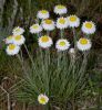 Daisy_large_Caramut_sm.jpg