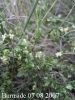 Pimelea_spinescens.jpg