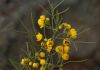 Senna_artemisoides_garden_Evans_Street.jpg