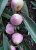eremophila_myoporumensis.jpg