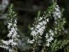 Filename=Olearia_ramulosa_Twiggy_Daisay_Bush.jpg
Filesize=91KB
Dimensions=785x600
Date added=May 22, 2009 Olearia_ramulosa_Twiggy_Daisay_Bush.jpg