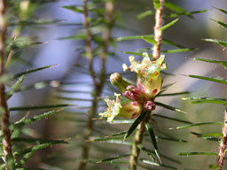 Acrotriche