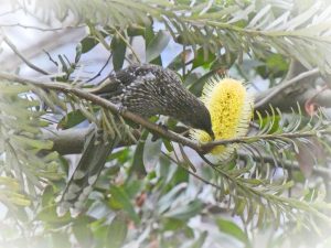 banksia