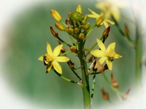 Bulbine