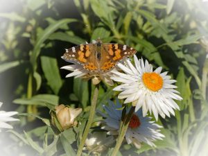 butterfly