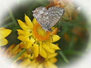skipper