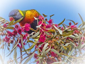 eucalypt